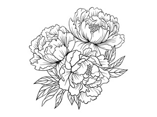 Bouquet of peonies. Peonies drawn using sketch technique. Three peonies hand drawn outline isolated on transparent background