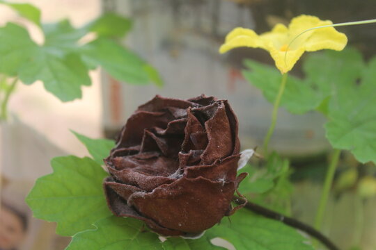 Close-up of nature withered rose