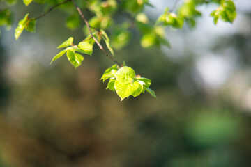 leaves in spring