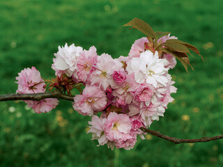 bouquet of JAPANESE CHERRY flowers on a branch in the natural environment, white and pink flowers