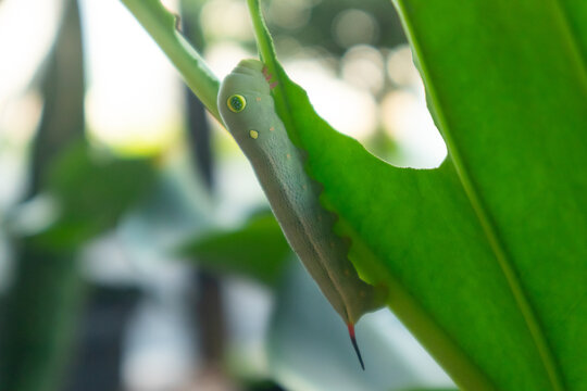 Leaf caterpillar eating the leaves. Vine Hawk Moth Caterpillar or Hippotion celerio.