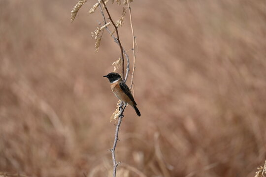A Siberian stonechat bird is seen sitting on a dry branch of a tree