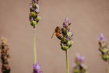 Abeja polinizando