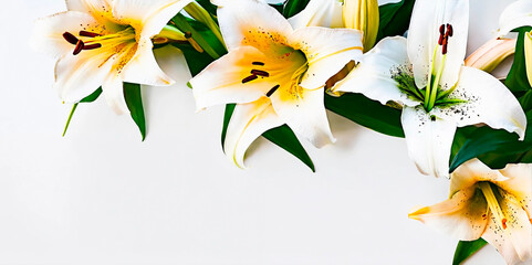 White lillies on white background. Flat lay. Spring and purity concept. Can be used as background.