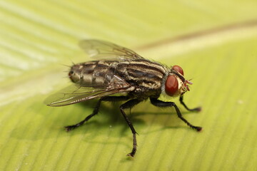 close up of a fly