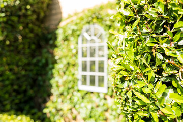 Shallow focus of a pruned garden shrub seen adjacent to a garden mirror seen attached to a garage...