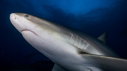 The clean look of the Caribbean shark at night