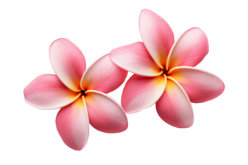 champa or champi flower(Michelia champaca) Isolated on a transparent background. in tropical spa.