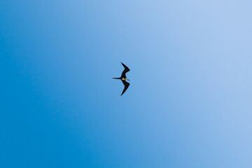 Magnificent Frigatebird Flying During a Clear Blue Sky