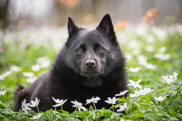 Dog lying among white spring flowers