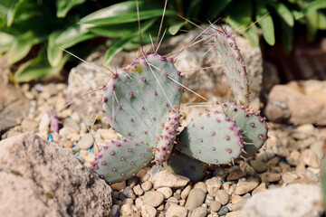 Hybrid of prickly pear cactus with purple edging - 784494060