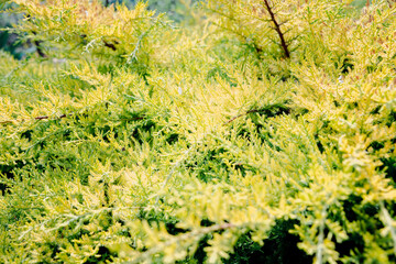 Juniper with signs of chlorosis close up - 784494080