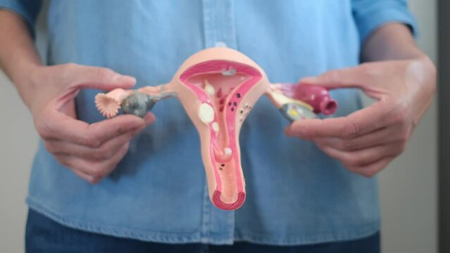 Woman with model of ovaries, uterus and cervix representing gynecology reproduction of woman uterus menstruation and assisted reproduction