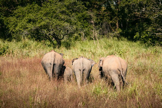 Rear view of herd of elephants in wild nature against green landscape. Wildlife animals in Sri Lanka..
