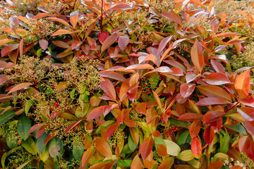 Photinia red robin with bright red foliage - 784494214