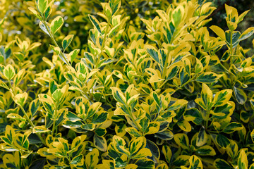 Euonymus fortunei Emerald Gold in garden, variegated leaves - 784494251