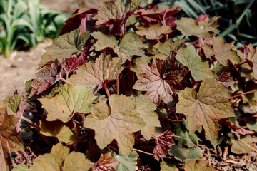 Red heuchera and plants in garden. Close up view of plant - 784494288