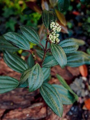 Viburnum davidii growing in japanese garden - 784494402