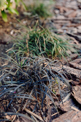 Black mondo grass or Ophiopogon planiscapus in garden - obrazy, fototapety, plakaty