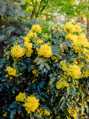 Oregon Grape with yellow flowers in spring, close up view of mahonia - 784494484
