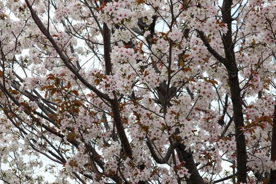 Beautiful Pink Flowers of Sakura Tree