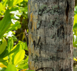 Colourful lizard on the trunk of a tree, trying to hide from the photographer.