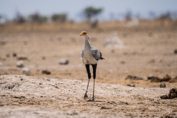 Secretary bird at Nxai Pan, Botswana