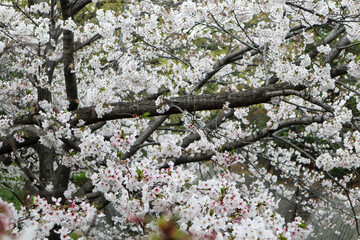 Beautiful Pink Flowers of Sakura Tree
