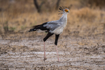 Secretary bird at Nxai Pan, Botswana
