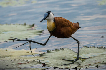 African Jacana at the Chobe Riverfront, Botswana
