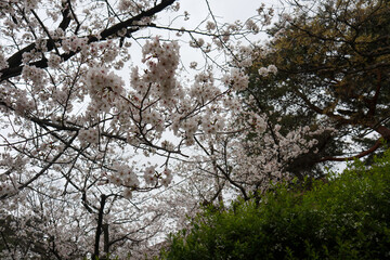 Beautiful Pink Flowers of Sakura Tree