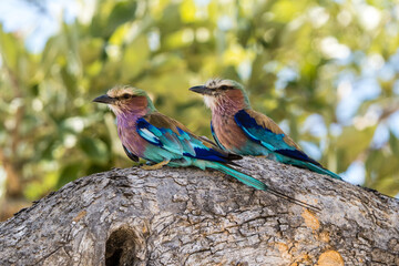 Lilac breasted roller near Savuti, Chobe National Park, Botswana