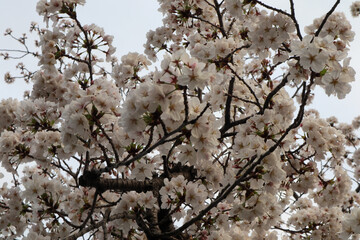 Beautiful Pink Flowers of Sakura Tree