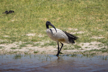 Sacred Ibis near Xakanaxa, Moremi, Botswana