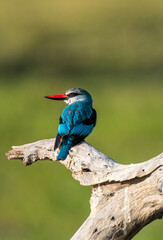 Woodland kingfisher near Xakanaxa, Moremi, Botswana