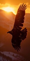 Eagle silhouette against sunrise, close up, soaring, snow-capped backdrop 
