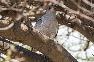 Gabar Goshawk in the Central Kalahari, Botswana