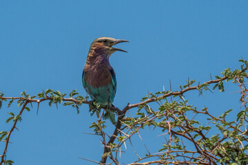 Lilac breasted roller at the Boteti River, Botswana
