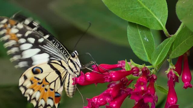 Close up of a admiral butterfly flying around a flower on a sunny day.