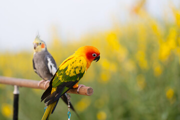 Sun conure and cockatiel  parrot standing on aluminum rod