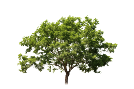 Realism style tree with realistic leaves The trunk has details. Isolated on transparent background.