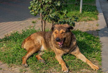 The dog lies under a small tree on the grass and yawns. A tired dog is resting on a green lawn.