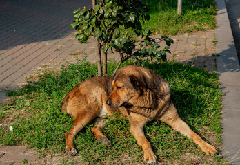 A large, beautiful dog lies under a small tree on the grass. The dog is resting on the green lawn.