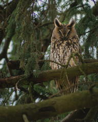 great horned owl in tree