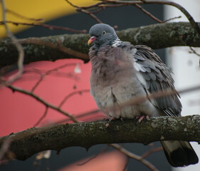 pigeon on a branch