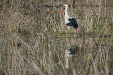 white stork ciconia