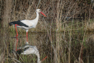 stork in the grass