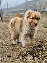 Fototapeta premium dog in the park