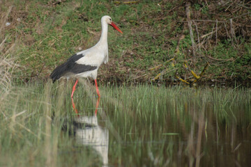 white stork in the nest