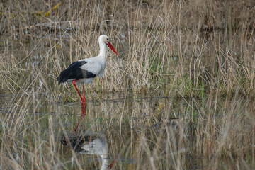 white stork in the water